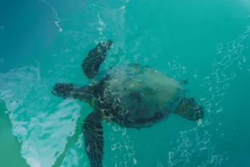 Turtle