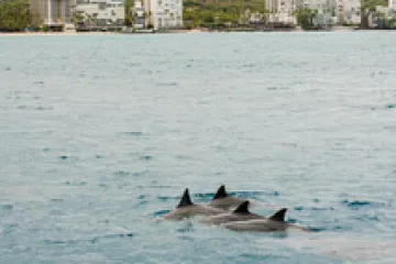 dolphins